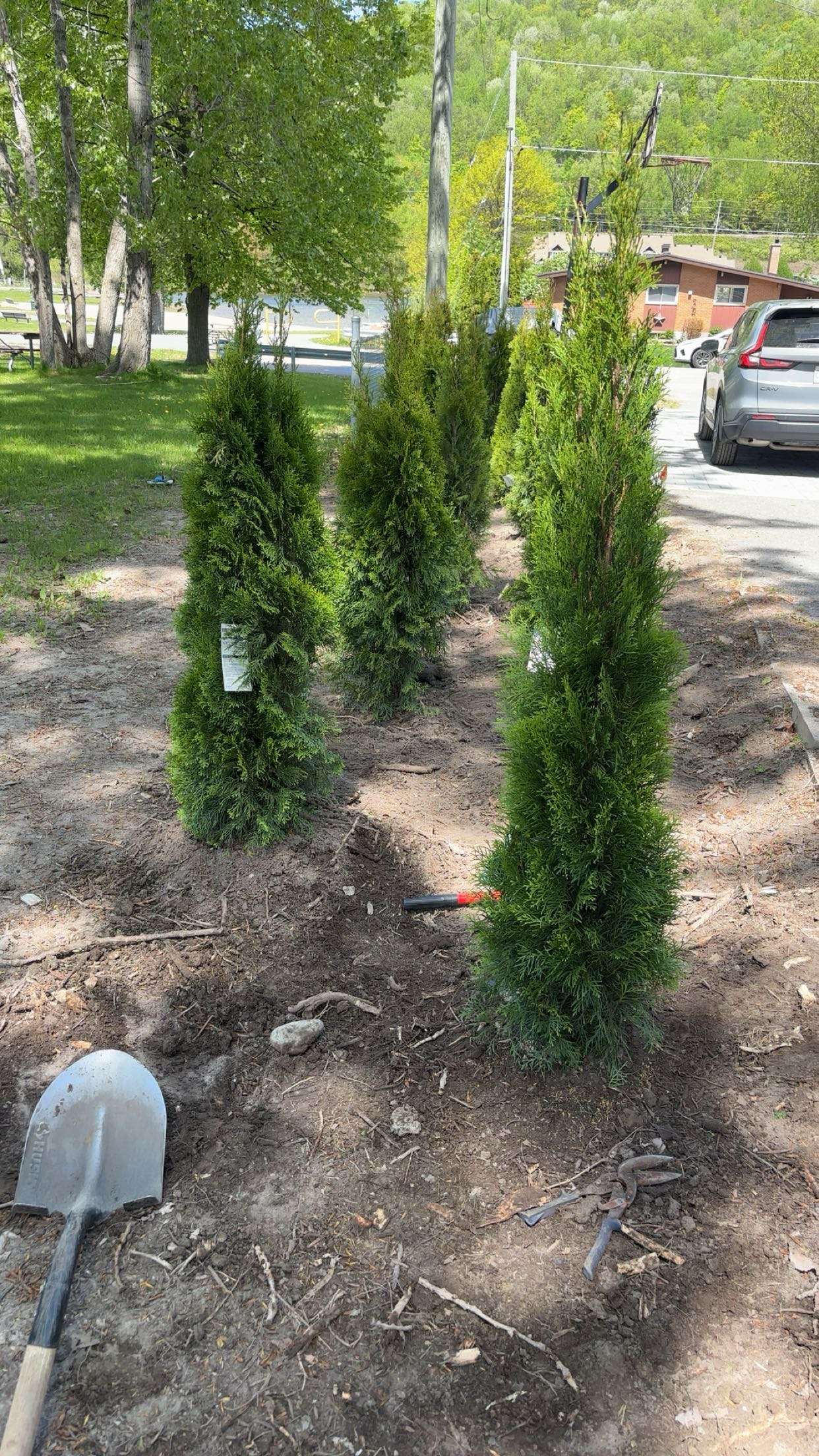 Mature tree and shrub planting